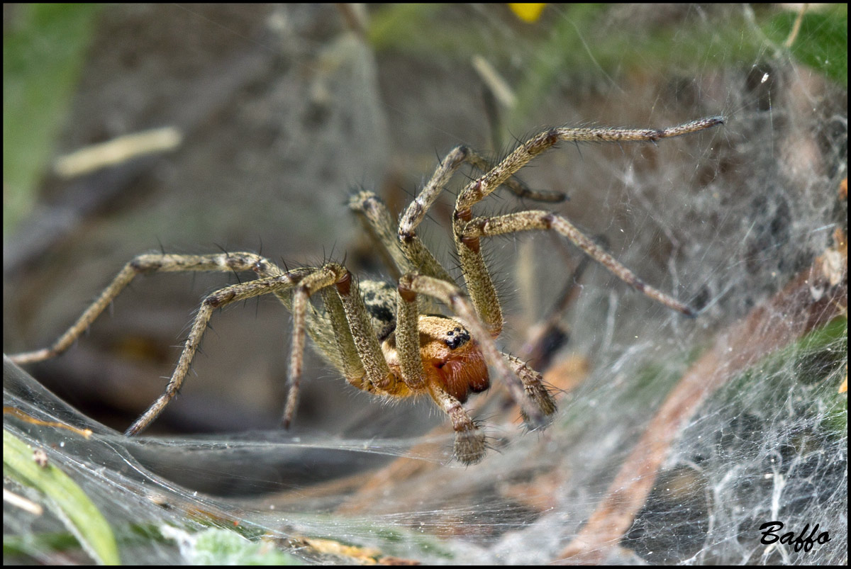 Oxyopes heterophthalmus; Agelena labyrinthica - Buie(Croazia